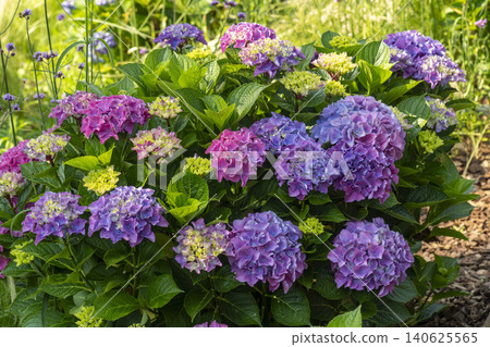 Ulsan, Jangsaengpo Hydrangea Ulsan, Jangsaengpo Hydrangea 140625565