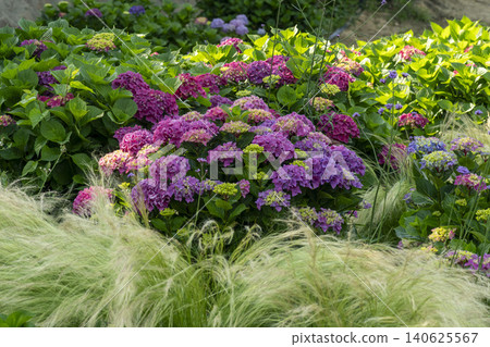 Ulsan, Jangsaengpo Hydrangea Ulsan, Jangsaengpo Hydrangea 140625567