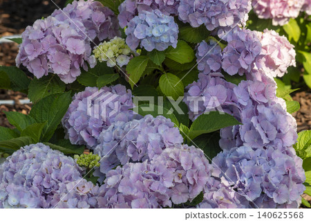 Ulsan, Jangsaengpo Hydrangea Ulsan, Jangsaengpo Hydrangea 140625568