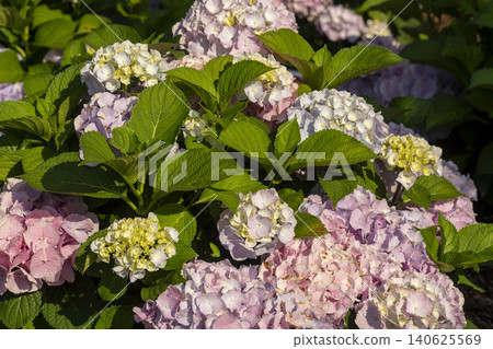 Ulsan, Jangsaengpo Hydrangea Ulsan, Jangsaengpo Hydrangea 140625569