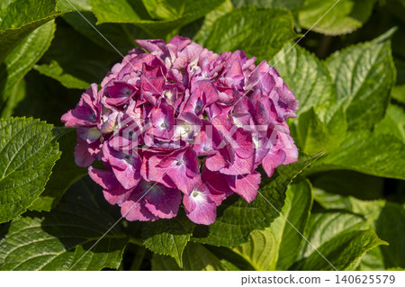 Ulsan, Jangsaengpo Hydrangea Ulsan, Jangsaengpo Hydrangea 140625579
