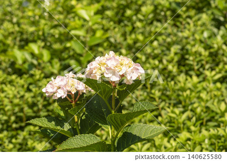 Ulsan, Jangsaengpo Hydrangea Ulsan, Jangsaengpo Hydrangea 140625580