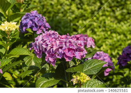Ulsan, Jangsaengpo Hydrangea Ulsan, Jangsaengpo Hydrangea 140625581