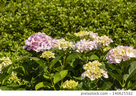 Ulsan, Jangsaengpo Hydrangea Ulsan, Jangsaengpo Hydrangea 140625582