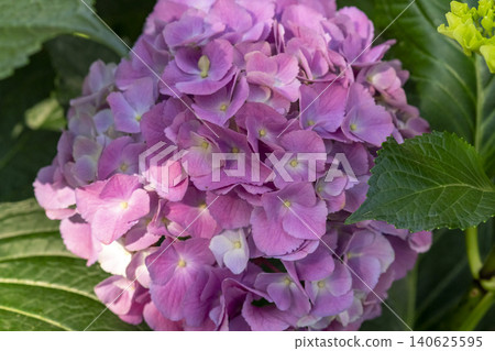 Ulsan, Jangsaengpo Hydrangea Ulsan, Jangsaengpo Hydrangea 140625595