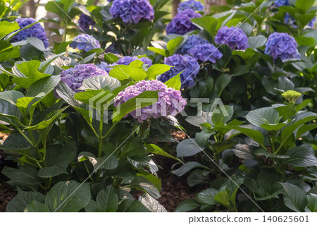 Ulsan, Jangsaengpo Hydrangea Ulsan, Jangsaengpo Hydrangea 140625601