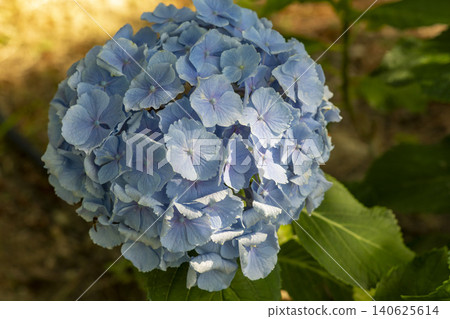 Ulsan, Jangsaengpo Hydrangea Ulsan, Jangsaengpo Hydrangea 140625614
