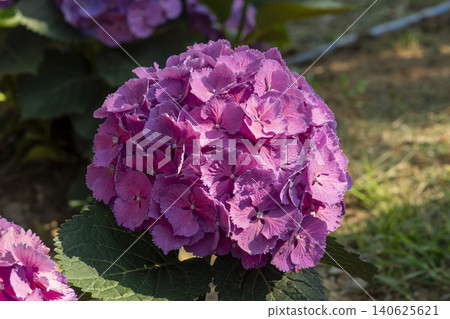 Ulsan, Jangsaengpo Hydrangea Ulsan, Jangsaengpo Hydrangea 140625621