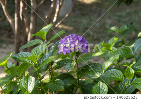 Ulsan, Jangsaengpo Hydrangea Ulsan, Jangsaengpo Hydrangea 140625623