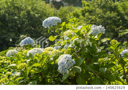 Ulsan, Jangsaengpo Hydrangea Ulsan, Jangsaengpo Hydrangea 140625629
