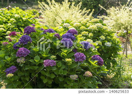 Ulsan, Jangsaengpo Hydrangea Ulsan, Jangsaengpo Hydrangea 140625633