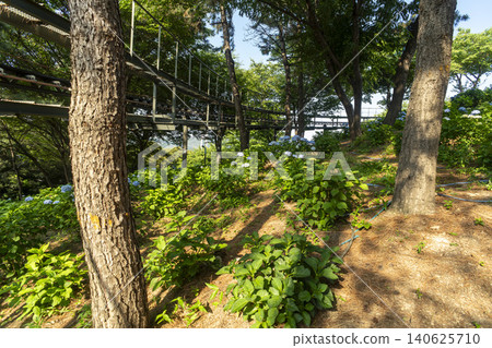 Ulsan, Jangsaengpo Hydrangea Ulsan, Jangsaengpo Hydrangea 140625710