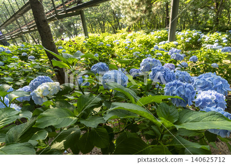 Ulsan, Jangsaengpo Hydrangea Ulsan, Jangsaengpo Hydrangea 140625712