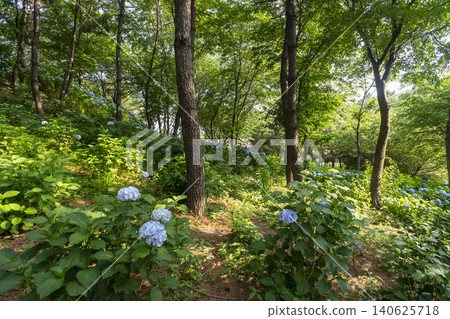 Ulsan, Jangsaengpo Hydrangea Ulsan, Jangsaengpo Hydrangea 140625718