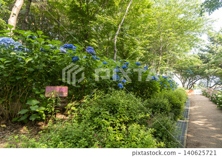 Ulsan, Jangsaengpo Hydrangea Ulsan, Jangsaengpo Hydrangea 140625721