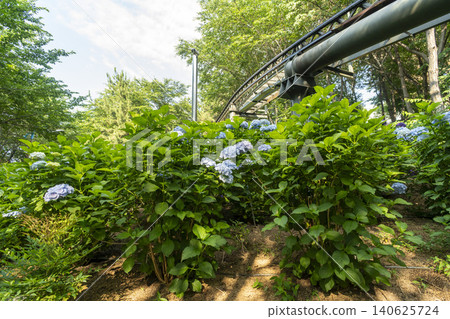 Ulsan, Jangsaengpo Hydrangea Ulsan, Jangsaengpo Hydrangea 140625724