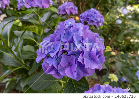 Ulsan, Jangsaengpo Hydrangea Ulsan, Jangsaengpo Hydrangea 140625726