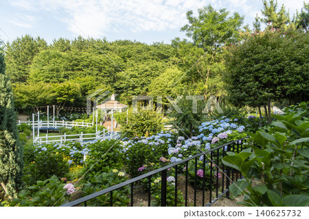 Ulsan, Jangsaengpo Hydrangea Ulsan, Jangsaengpo Hydrangea 140625732