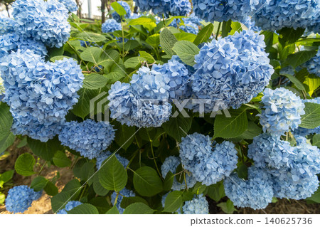 Ulsan, Jangsaengpo Hydrangea Ulsan, Jangsaengpo Hydrangea 140625736