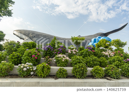 Ulsan, Jangsaengpo Hydrangea Ulsan, Jangsaengpo Hydrangea 140625739