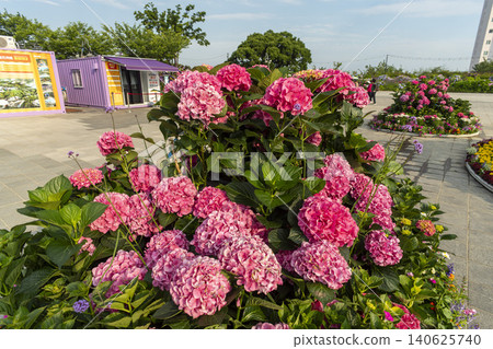 Ulsan, Jangsaengpo Hydrangea Ulsan, Jangsaengpo Hydrangea 140625740