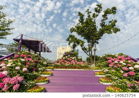 Ulsan, Jangsaengpo Hydrangea Ulsan, Jangsaengpo Hydrangea 140625754