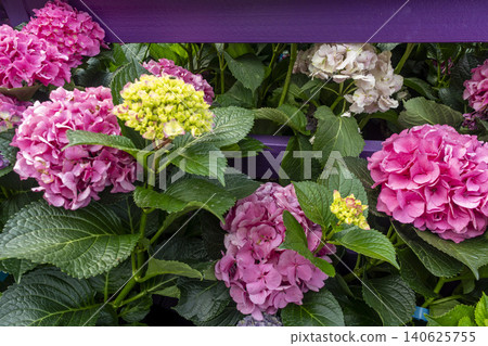 Ulsan, Jangsaengpo Hydrangea Ulsan, Jangsaengpo Hydrangea 140625755