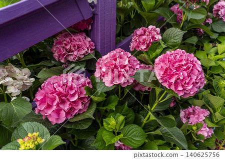 Ulsan, Jangsaengpo Hydrangea Ulsan, Jangsaengpo Hydrangea 140625756