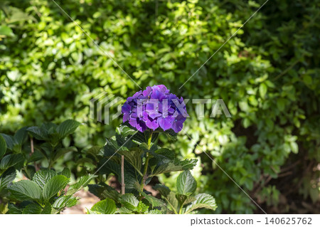 Ulsan, Jangsaengpo Hydrangea Ulsan, Jangsaengpo Hydrangea 140625762