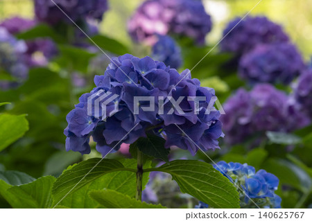 Ulsan, Jangsaengpo Hydrangea Ulsan, Jangsaengpo Hydrangea 140625767