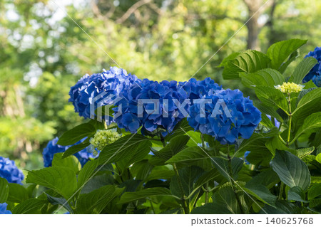 Ulsan, Jangsaengpo Hydrangea Ulsan, Jangsaengpo Hydrangea 140625768