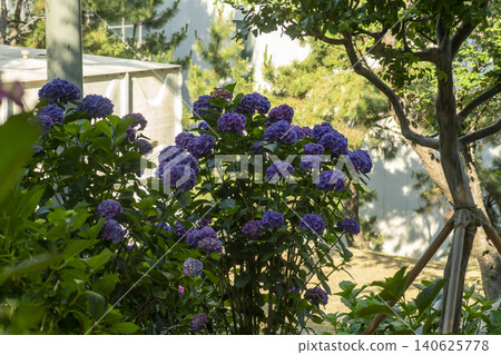 Ulsan, Jangsaengpo Hydrangea Ulsan, Jangsaengpo Hydrangea 140625778