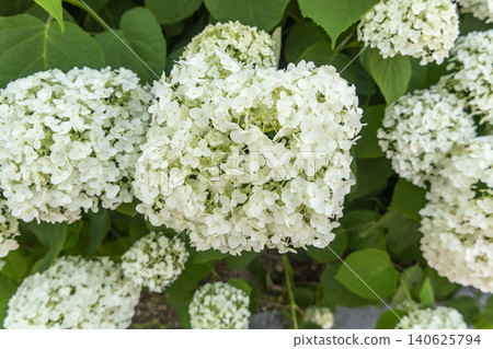 Ulsan, Jangsaengpo Hydrangea Ulsan, Jangsaengpo Hydrangea 140625794