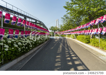 Ulsan, Jangsaengpo Hydrangea Ulsan, Jangsaengpo Hydrangea 140625799