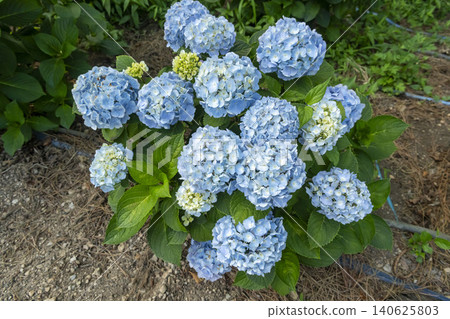 Ulsan, Jangsaengpo Hydrangea Ulsan, Jangsaengpo Hydrangea 140625803