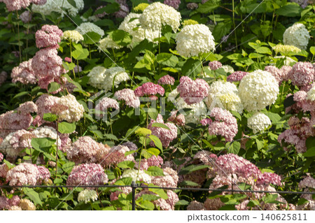Ulsan, Jangsaengpo Hydrangea Ulsan, Jangsaengpo Hydrangea 140625811