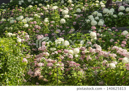 Ulsan, Jangsaengpo Hydrangea Ulsan, Jangsaengpo Hydrangea 140625813