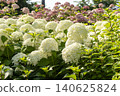 Ulsan, Jangsaengpo Hydrangea 140625824