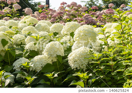 Ulsan, Jangsaengpo Hydrangea 140625824