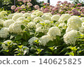 Ulsan, Jangsaengpo Hydrangea 140625825