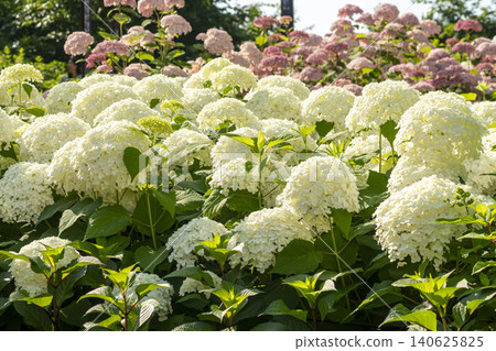 Ulsan, Jangsaengpo Hydrangea Ulsan, Jangsaengpo Hydrangea 140625825