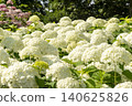 Ulsan, Jangsaengpo Hydrangea 140625826