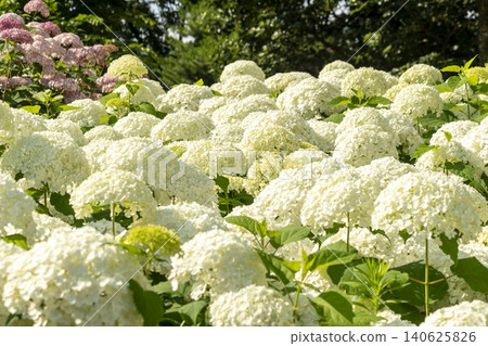 Ulsan, Jangsaengpo Hydrangea 140625826