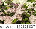 Ulsan, Jangsaengpo Hydrangea 140625827