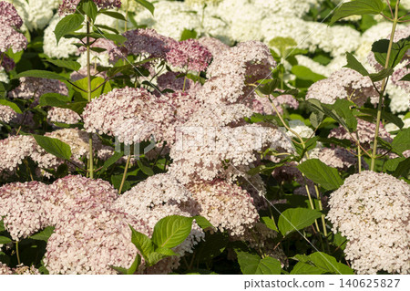 Ulsan, Jangsaengpo Hydrangea 140625827