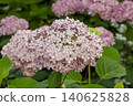 Ulsan, Jangsaengpo Hydrangea 140625828