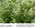Ulsan, Jangsaengpo Hydrangea 140625829