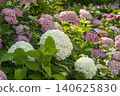 Ulsan, Jangsaengpo Hydrangea 140625830