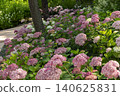 Ulsan, Jangsaengpo Hydrangea 140625831