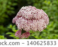 Ulsan, Jangsaengpo Hydrangea 140625833